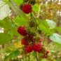 100 Seeds RED RASPBERRY Rubus Idaeus Fruit Bush Vine (Seeds)