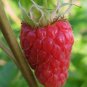 100 Seeds RED RASPBERRY Rubus Idaeus Fruit Bush Vine (Seeds)