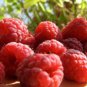 100 Seeds RED RASPBERRY Rubus Idaeus Fruit Bush Vine (Seeds)