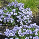 200 Seeds BLUE EYED GRASS (Western or Californian) Sisyrinchium Bellum Flower (Seeds)