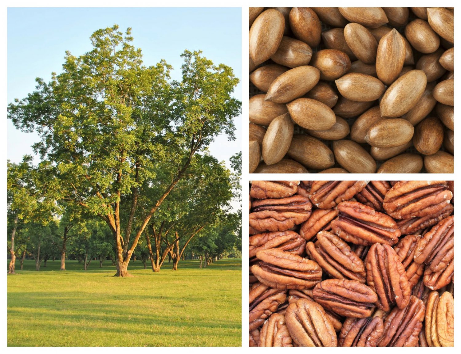 5 Seeds HARDY PECAN Tree Carya Illinoinensis King Nut Native Fruit Tree (Seeds)