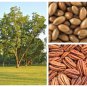 5 Seeds HARDY PECAN Tree Carya Illinoinensis King Nut Native Fruit Tree (Seeds)