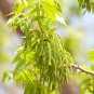 5 Seeds HARDY PECAN Tree Carya Illinoinensis King Nut Native Fruit Tree (Seeds)