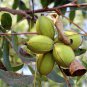 5 Seeds HARDY PECAN Tree Carya Illinoinensis King Nut Native Fruit Tree (Seeds)