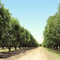 5 Seeds HARDY PECAN Tree Carya Illinoinensis King Nut Native Fruit Tree (Seeds)