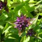 250 Seeds Dwarf BEAUTY BLUE PHLOX Drummondii Nana Compacta Fragrant Violet Blue Flower (Seeds)