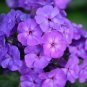 250 Seeds Dwarf BEAUTY BLUE PHLOX Drummondii Nana Compacta Fragrant Violet Blue Flower (Seeds)