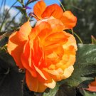 25 Seeds ORANGE DOUBLE BEGONIA Tuberosa Tuberous Begonia Shade Flower (Seeds)