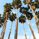 30 Seeds CALIFORNIA FAN PALM Tree Petticoat Arizona Desert Washingtonia Filifera (Seeds)