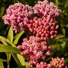75 Seeds RED SWAMP MILKWEED Asclepias Incarnata Flower (Seeds)