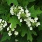40 Seeds White OAK LEAF HYDRANGEA Quercifolia Shrub Flower (Seeds)