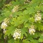 40 Seeds White OAK LEAF HYDRANGEA Quercifolia Shrub Flower (Seeds)