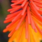 50 Seeds TORCH LILY Red Hot Poker / Tritoma / Kniphofia Uvaria Flower (Seeds) 50 Seeds TORCH LILY Red Hot Poker / Tritoma / Kniphofia Uvaria Flower (Seeds)