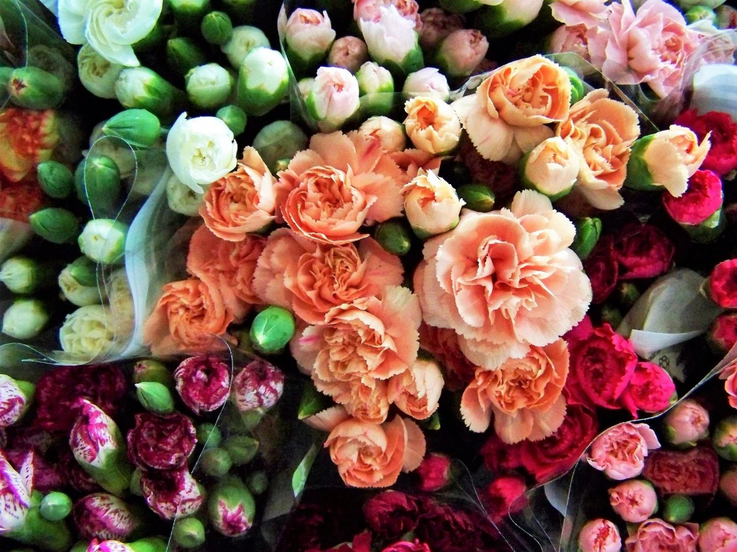 100 Seeds RAINBOW CARNATION Mix Mixed Colors Dianthus Caryophyllus Flower (Seeds)