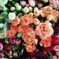 100 Seeds RAINBOW CARNATION Mix Mixed Colors Dianthus Caryophyllus Flower (Seeds)