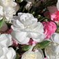 100 Seeds RAINBOW CARNATION Mix Mixed Colors Dianthus Caryophyllus Flower (Seeds)