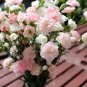 100 Seeds RAINBOW CARNATION Mix Mixed Colors Dianthus Caryophyllus Flower (Seeds)