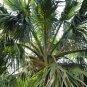 10 Seeds Hardy SABAL PALM TREE Cabbage Palmetto Flower (Seeds)