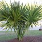 10 Seeds Hardy SABAL PALM TREE Cabbage Palmetto Flower (Seeds)