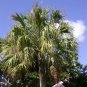 10 Seeds Hardy SABAL PALM TREE Cabbage Palmetto Flower (Seeds)
