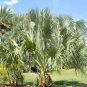 10 Seeds Hardy SABAL PALM TREE Cabbage Palmetto Flower (Seeds)