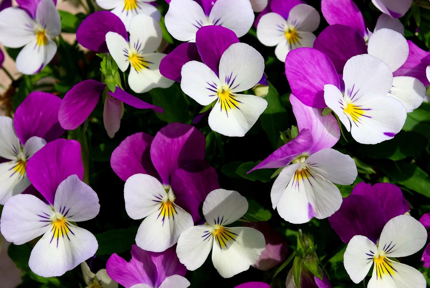 100 Seeds JOHNNY JUMP UP Violet Viola Tricolor Flower (Seeds)