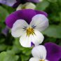 100 Seeds JOHNNY JUMP UP Violet Viola Tricolor Flower (Seeds)