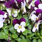 100 Seeds JOHNNY JUMP UP Violet Viola Tricolor Flower (Seeds)
