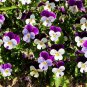 100 Seeds JOHNNY JUMP UP Violet Viola Tricolor Flower (Seeds)