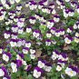 100 Seeds JOHNNY JUMP UP Violet Viola Tricolor Flower (Seeds)