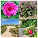 50 Seeds Pink BEACH ROSE Seaside Sand Rose, Beach Tomato Rosa Rugosa Hips Flower (Seeds)