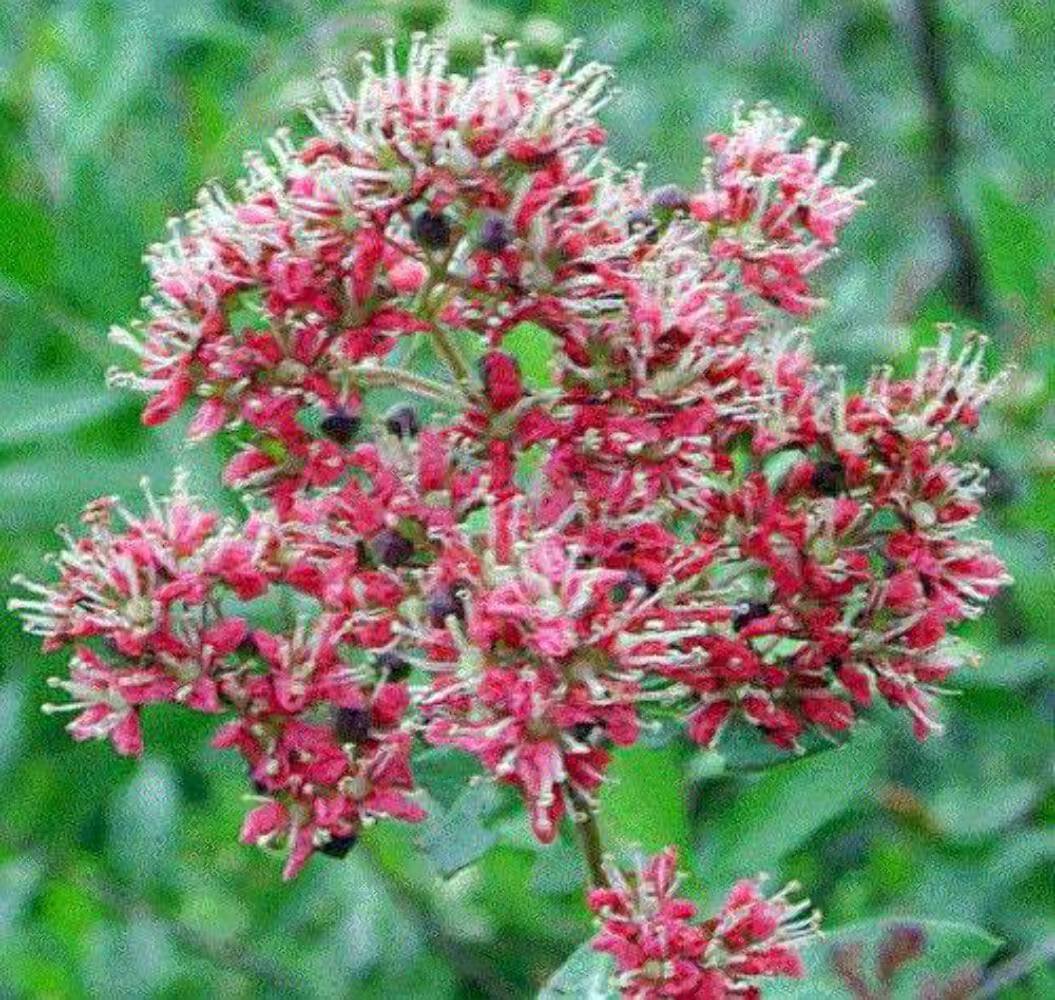 20 Seeds Common HENNA Mehandi Dye Plant Lawsonia Inermis Tattoo Flower Tree (Seeds)