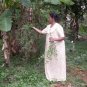 20 Seeds Common HENNA Mehandi Dye Plant Lawsonia Inermis Tattoo Flower Tree (Seeds)