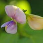 30 Seeds YARD LONG BEAN Asparagus Bean Cowpea Phaseolus Vulgaris Vegetable (Seeds)
