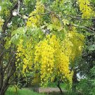 15 Seeds GOLDEN SHOWER TREE Gold Rush Yellow Cassia Fistula Flower (Seeds)