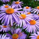 100 Seeds Purple ENGLAND ASTER Novae var Angliae Michaelmas Daisy Flower (Seeds)