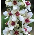 50 Seeds WEDDING CANDLES VERBASCUM Chaixii Album Mullein White Purple Flower (Seeds) 50 Seeds WEDDING CANDLES VERBASCUM Chaixii Album Mullein White Purple Flower (Seeds)