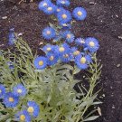 1000 Seeds BLUE FLEABANE DAISY (Dainty Aspen Fleabane) Erigeron Speciosus Flower (Seeds)