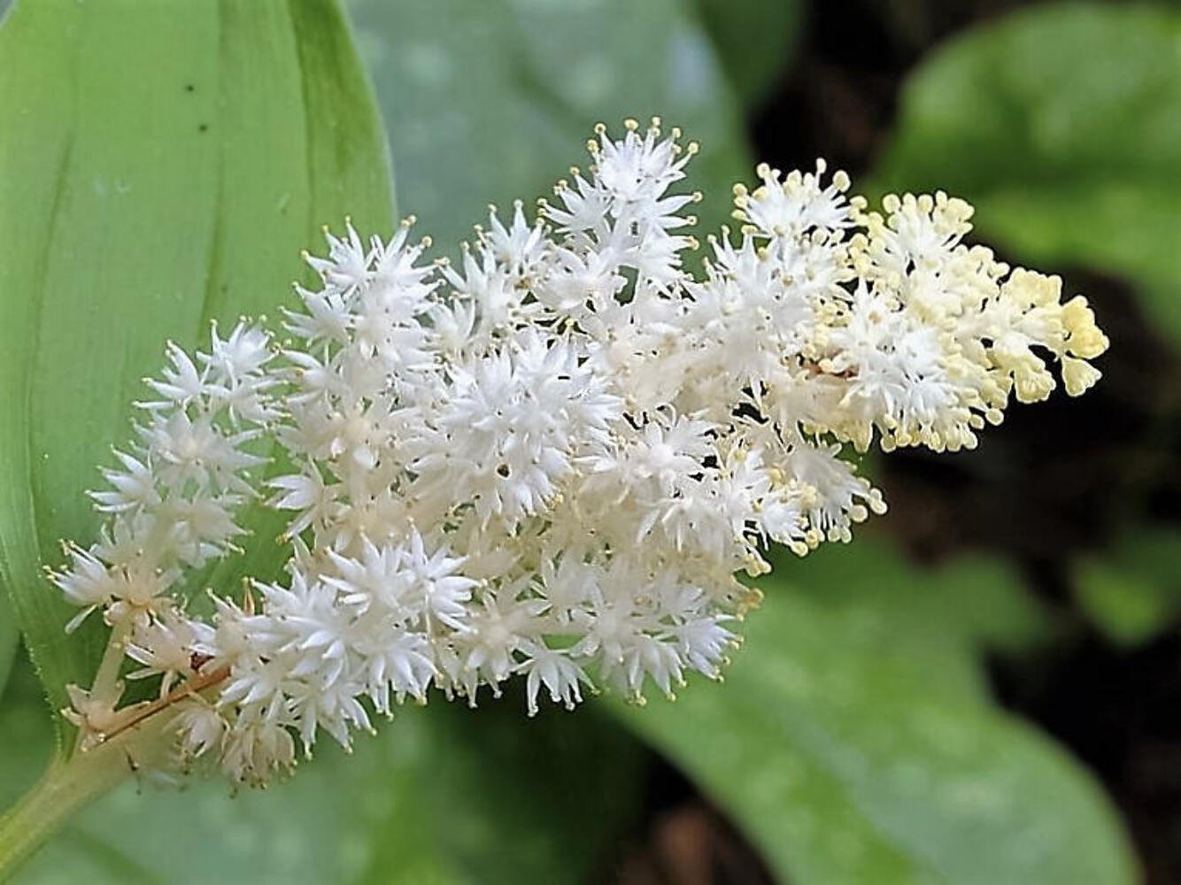 10 Seeds SOLOMON'S SPIKE White Western False Seal Maianthemum Racemosum Flower (Seeds)