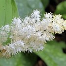 10 Seeds SOLOMON'S SPIKE White Western False Seal Maianthemum Racemosum Flower (Seeds)