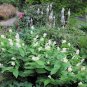 10 Seeds SOLOMON'S SPIKE White Western False Seal Maianthemum Racemosum Flower (Seeds)
