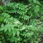 10 Seeds SOLOMON'S SPIKE White Western False Seal Maianthemum Racemosum Flower (Seeds)