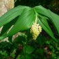10 Seeds SOLOMON'S SPIKE White Western False Seal Maianthemum Racemosum Flower (Seeds)