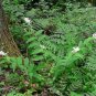 10 Seeds SOLOMON'S SPIKE White Western False Seal Maianthemum Racemosum Flower (Seeds)