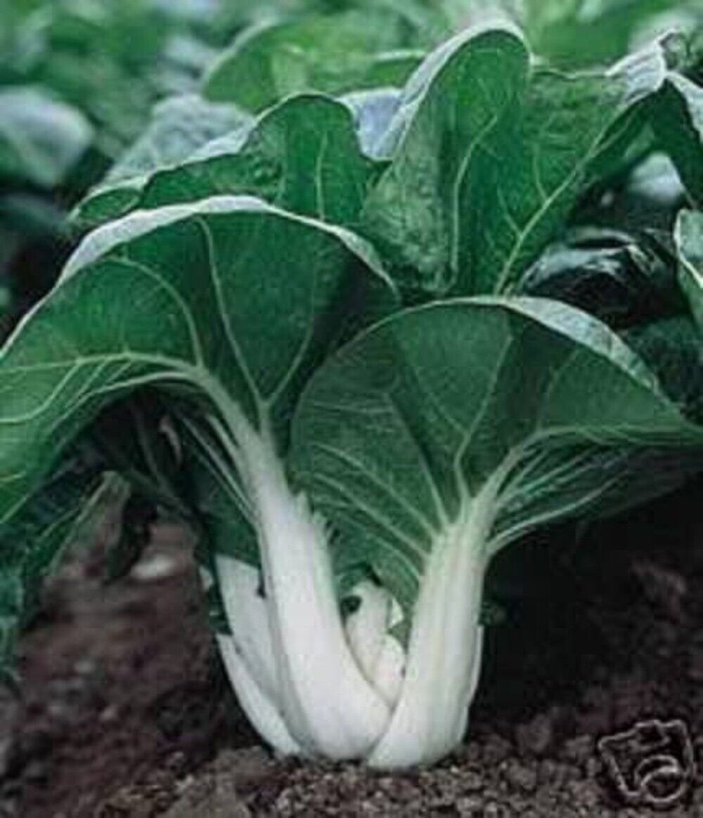 2000 Seeds CANTON PAK CHOI Bok Choy Chinese Cabbage Brassica Rapa Vegetable (Seeds)