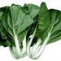 2000 Seeds CANTON PAK CHOI Bok Choy Chinese Cabbage Brassica Rapa Vegetable (Seeds)