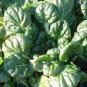 2000 Seeds CANTON PAK CHOI Bok Choy Chinese Cabbage Brassica Rapa Vegetable (Seeds)