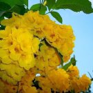 10 Seeds TECOMA STANS Yellow Bells Trumpetbush Elder Esperanza Flower Shrub (Seeds)