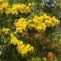 10 Seeds TECOMA STANS Yellow Bells Trumpetbush Elder Esperanza Flower Shrub (Seeds)
