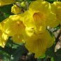 10 Seeds TECOMA STANS Yellow Bells Trumpetbush Elder Esperanza Flower Shrub (Seeds)
